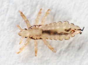 Head Louse (Lice)
