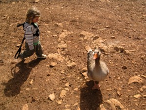 Jojo chasing a Goose