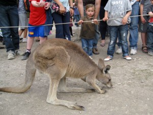 Jojo and a Kangaroo - Gan Guru